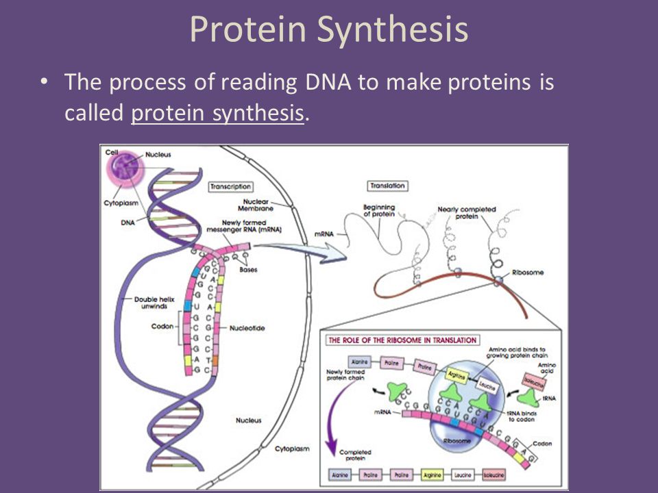 Protein Synthesis. Remember: DNA Replication How does DNA make all of our characteristics? Genes make proteins… - ppt download