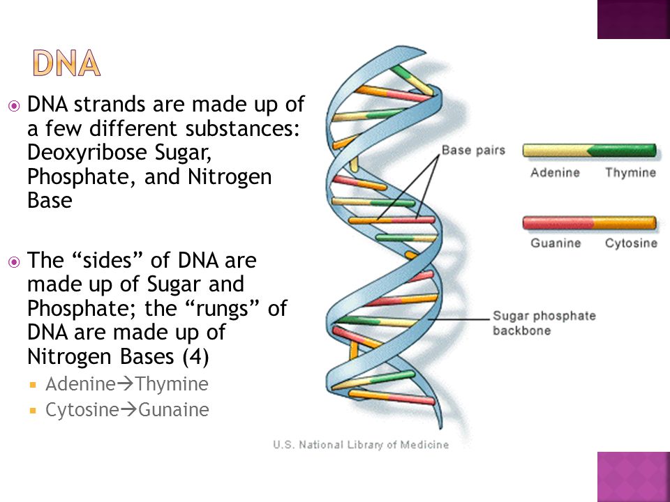 DNA stands for “Deoxyribonucleic acid”  DNA is the genetic material of an  organism; it is passed down from parents to offspring  DNA's shape is  called. - ppt download