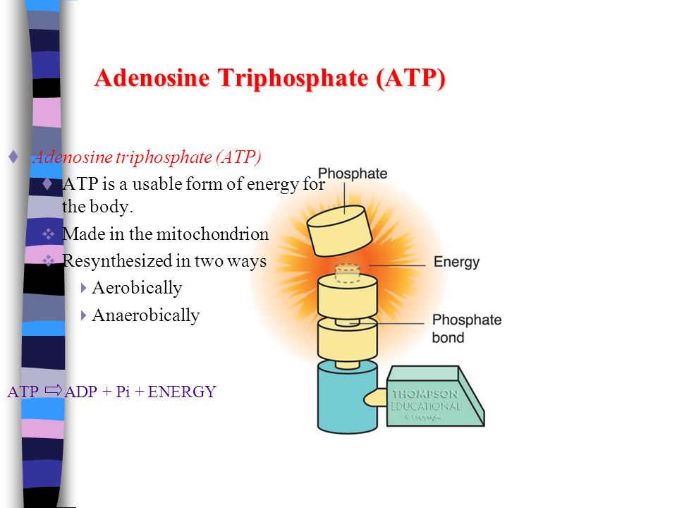 Adenosine Triphosphate (ATP)  Adenosine triphosphate (ATP)  ATP is a usable form of energy for the body.