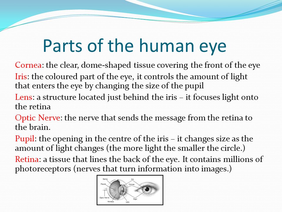Parts of the human eye Cornea: the clear, dome-shaped tissue covering the front of the eye Iris: the coloured part of the eye, it controls the amount of light that enters the eye by changing the size of the pupil Lens: a structure located just behind the iris – it focuses light onto the retina Optic Nerve: the nerve that sends the message from the retina to the brain.