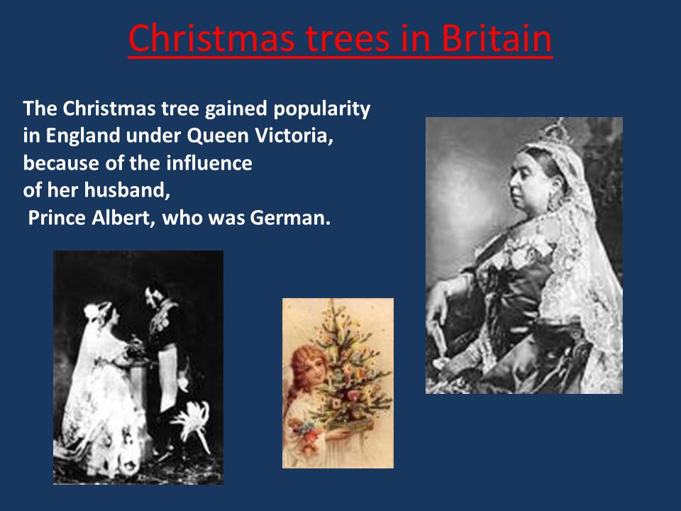The Christmas tree originated in Germany in the 16th century.
