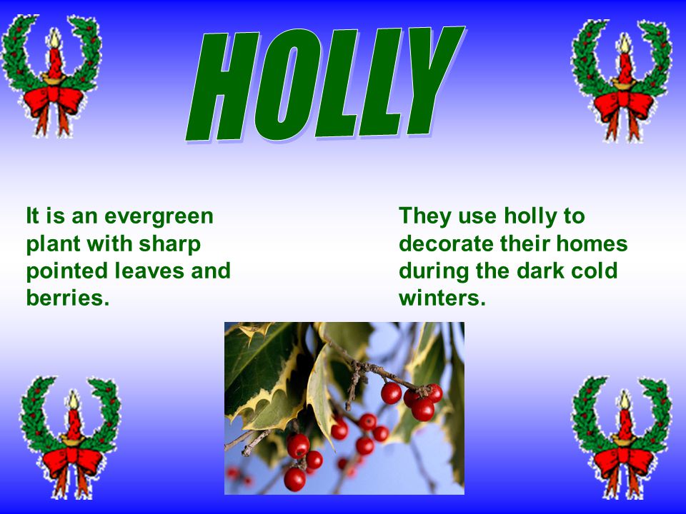 People use holly and mistletoe to decorate their homes.