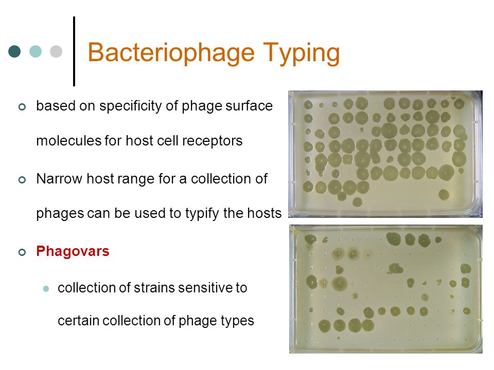 Bacteriophage Typing based on specificity of phage surface molecules for host cell receptors Narrow host range for a collection of phages can be used to typify the hosts Phagovars collection of strains sensitive to certain collection of phage types