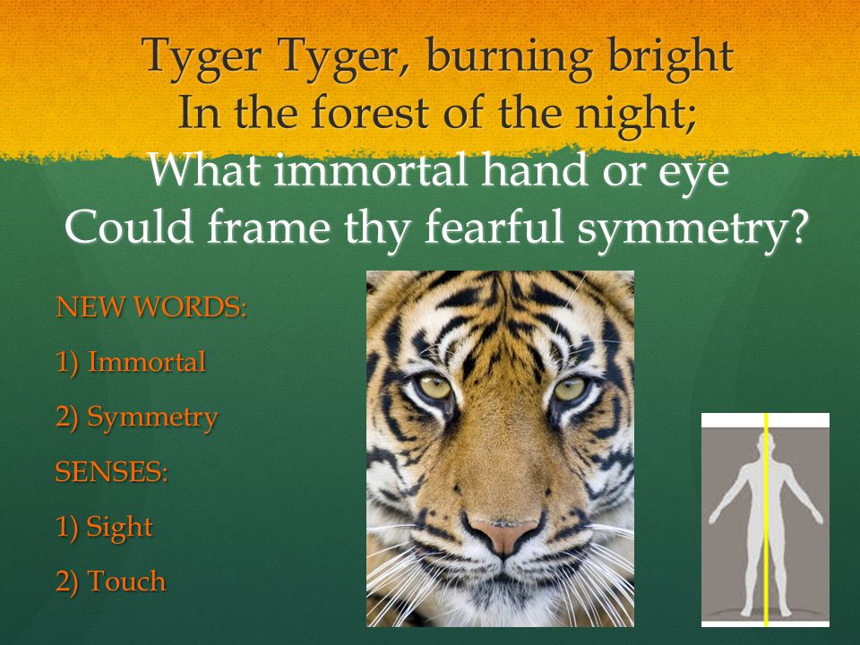 Tyger Tyger, burning bright In the forest of the night; What immortal hand or eye Could frame thy fearful symmetry.