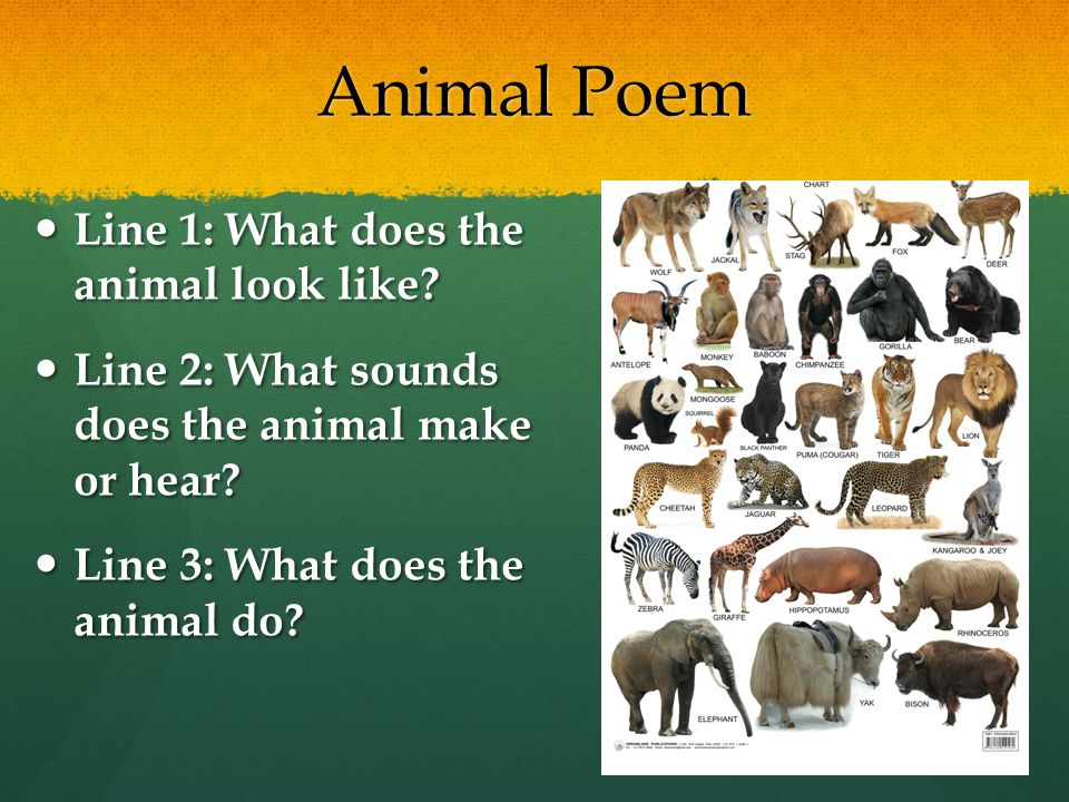 Animal Poem Line 1: What does the animal look like.