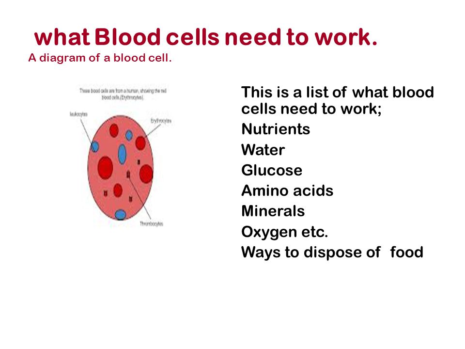 Uberettiget honning kontakt What are blood cells? Your body carries little blood cells. Your blood  cells contain your blood. Blood cells are a very unusual shape. They are  usually. - ppt download