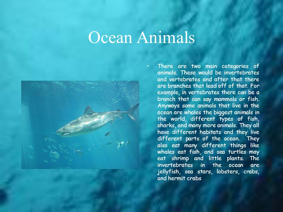 Ocean Animals There are two main categories of animals.