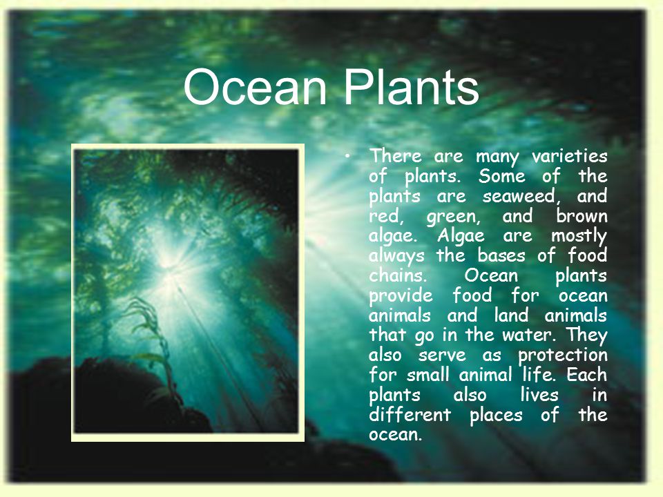 Ocean Plants There are many varieties of plants.