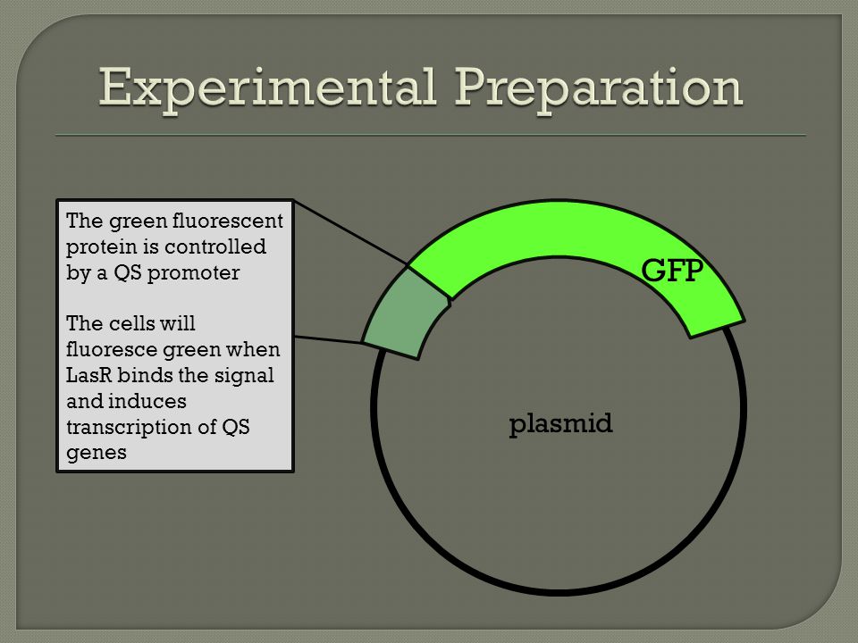 GFP The green fluorescent protein is controlled by a QS promoter The cells will fluoresce green when LasR binds the signal and induces transcription of QS genes plasmid