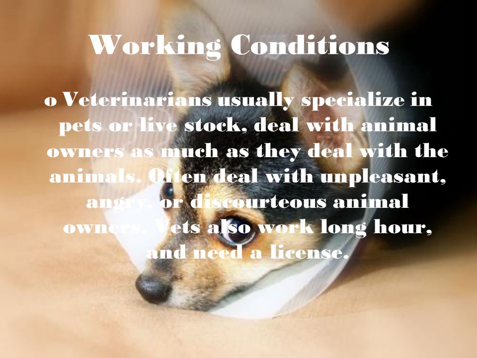 Working Conditions oVeterinarians usually specialize in pets or live stock, deal with animal owners as much as they deal with the animals.