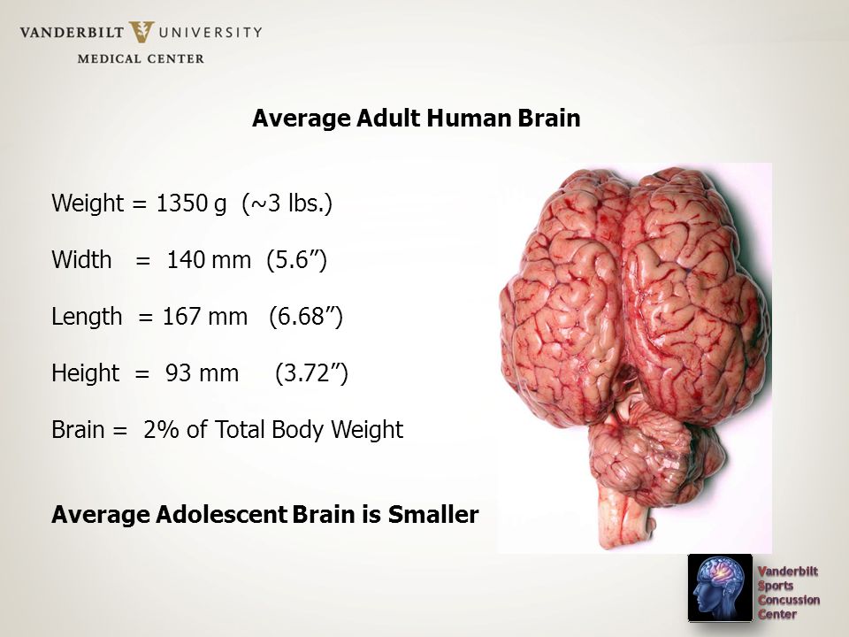 Average Adult Human Brain Weight = 1350 g (~3 lbs.) Width = 140 mm (5.6 ) Length = 167 mm (6.68 ) Height = 93 mm (3.72 ) Brain = 2% of Total Body Weight Average Adolescent Brain is Smaller