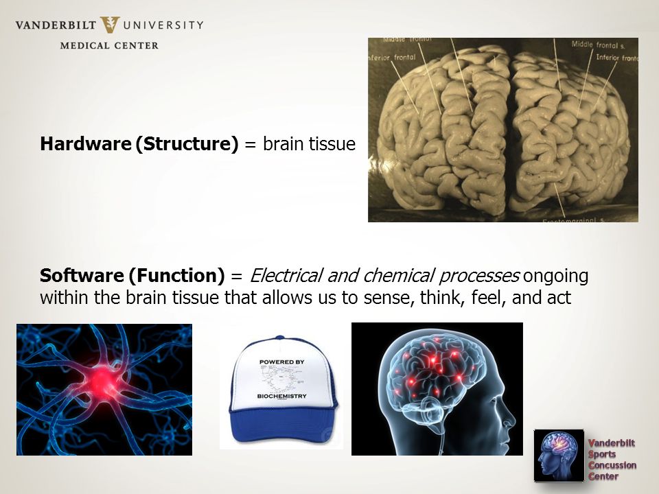 Hardware (Structure) = brain tissue Software (Function) = Electrical and chemical processes ongoing within the brain tissue that allows us to sense, think, feel, and act