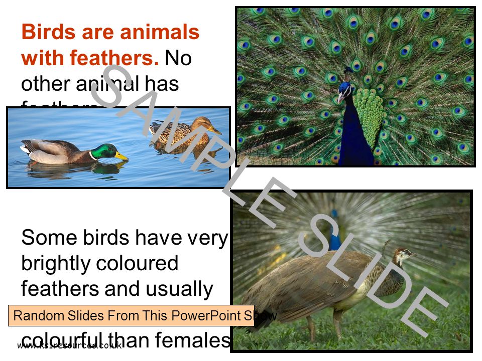 Birds are animals with feathers.