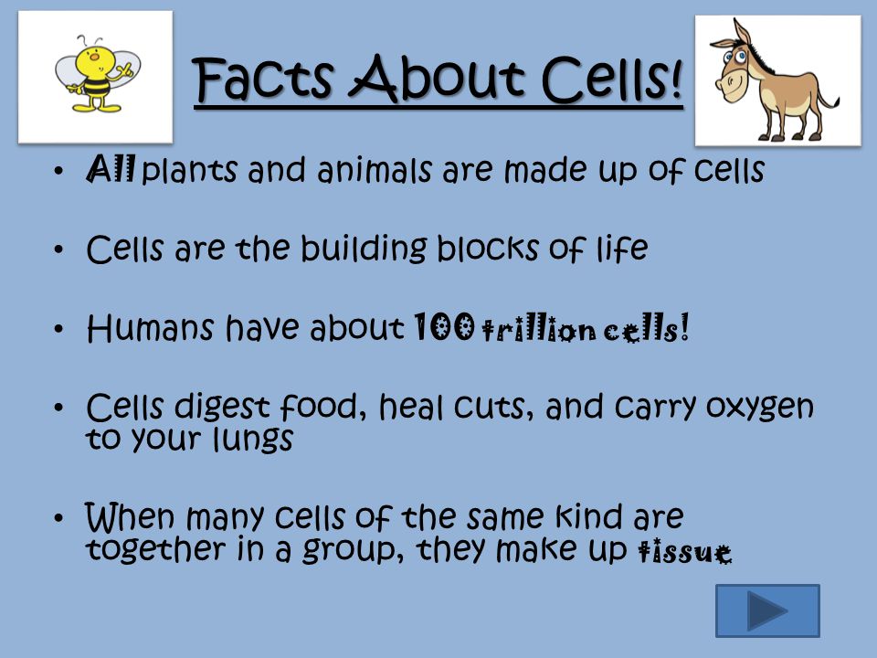Haley Shackelford. Content Area: Science Grade Level: 5th grade Summary:  Students will be given information about both types of cells, their  components, - ppt download