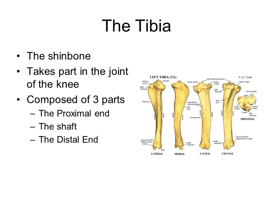The Tibia The shinbone Takes part in the joint of the knee Composed of 3 parts –The Proximal end –The shaft –The Distal End