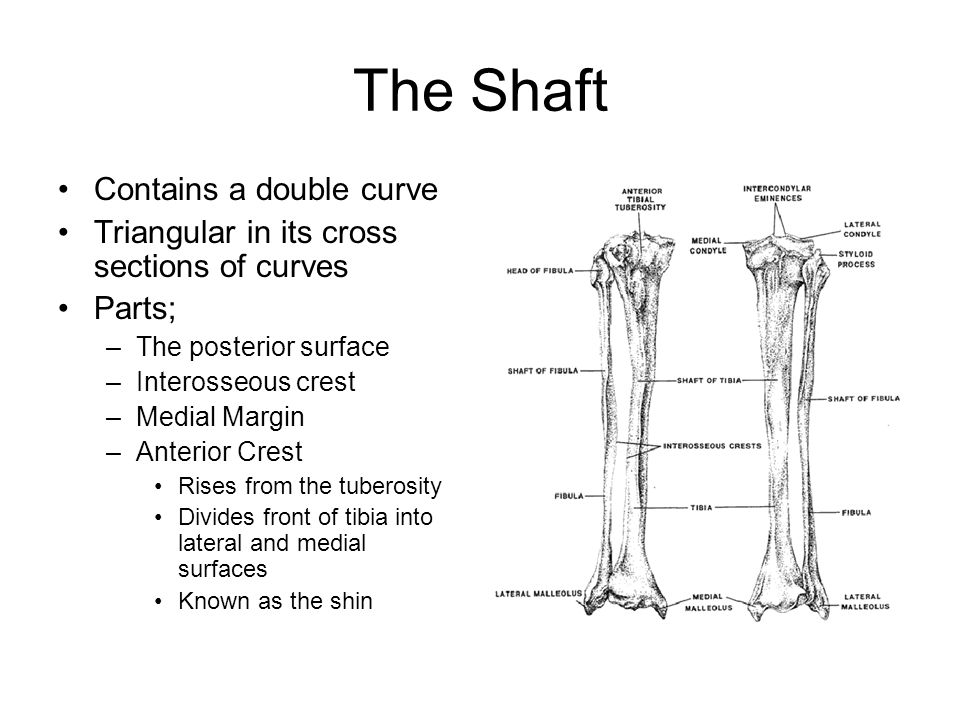 The Shaft Contains a double curve Triangular in its cross sections of curves Parts; –The posterior surface –Interosseous crest –Medial Margin –Anterior Crest Rises from the tuberosity Divides front of tibia into lateral and medial surfaces Known as the shin