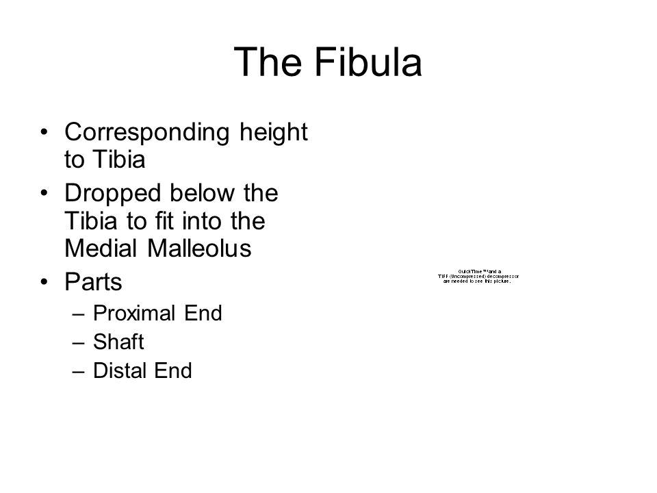 The Fibula Corresponding height to Tibia Dropped below the Tibia to fit into the Medial Malleolus Parts –Proximal End –Shaft –Distal End