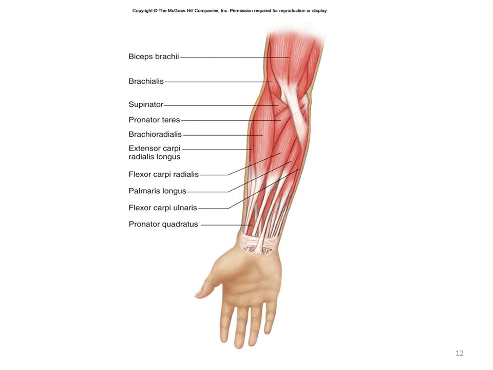 pronator teres and brachioradialis