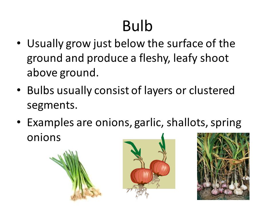 Bulb Usually grow just below the surface of the ground and produce a fleshy, leafy shoot above ground.