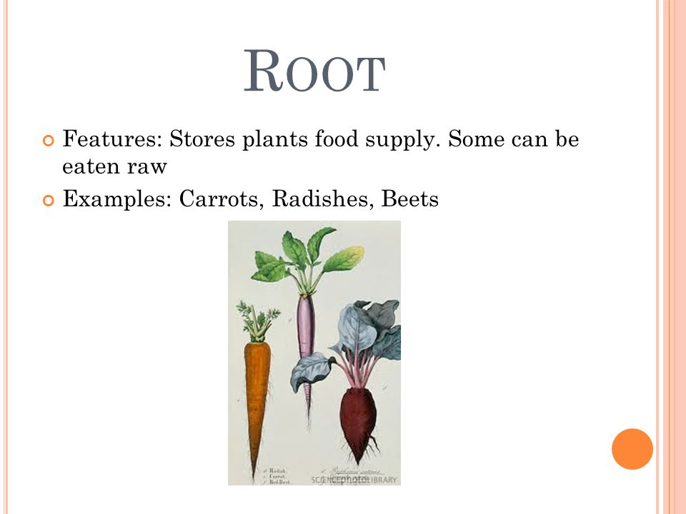 R OOT Features: Stores plants food supply. Some can be eaten raw Examples: Carrots, Radishes, Beets