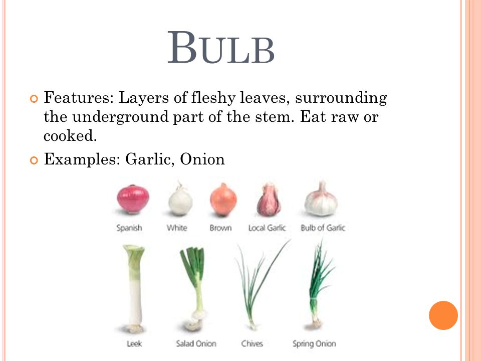 B ULB Features: Layers of fleshy leaves, surrounding the underground part of the stem.