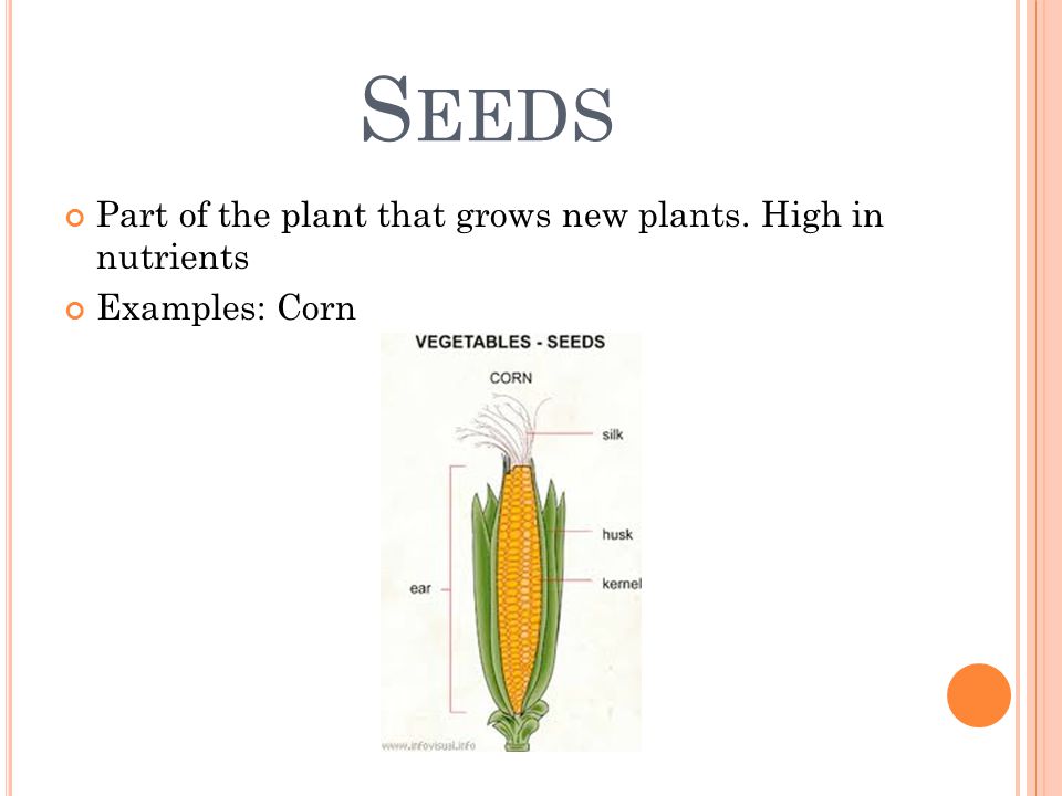 S EEDS Part of the plant that grows new plants. High in nutrients Examples: Corn