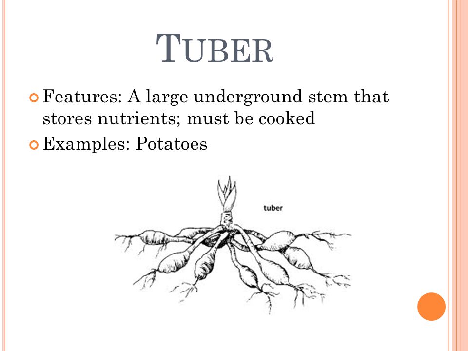 T UBER Features: A large underground stem that stores nutrients; must be cooked Examples: Potatoes
