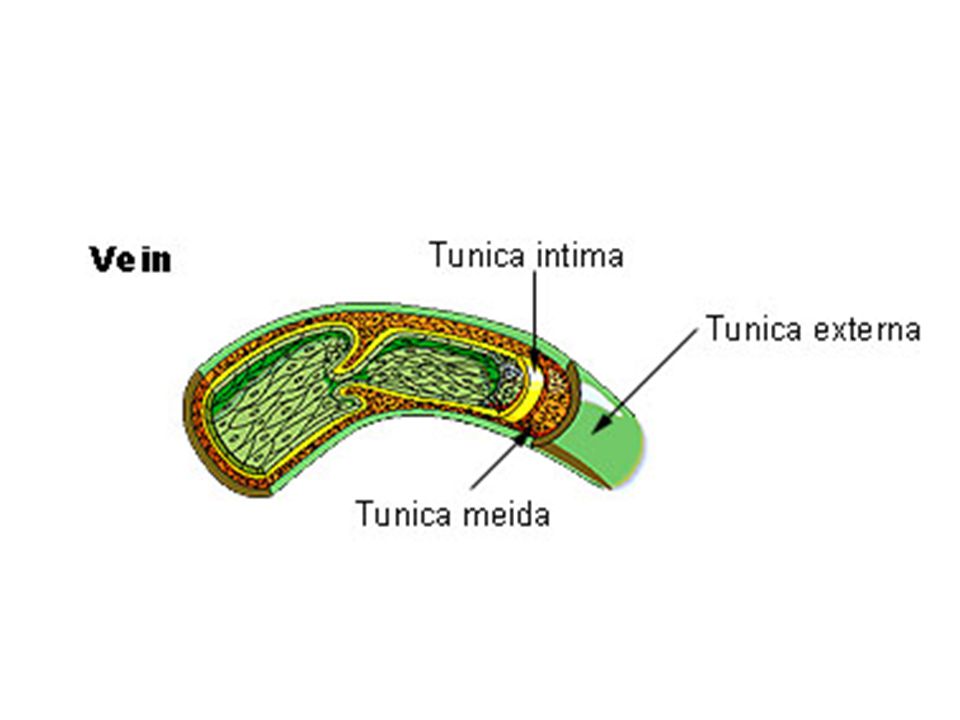 Structures Blood Vessels Tunica Intima Inner most layer Lumen Slick