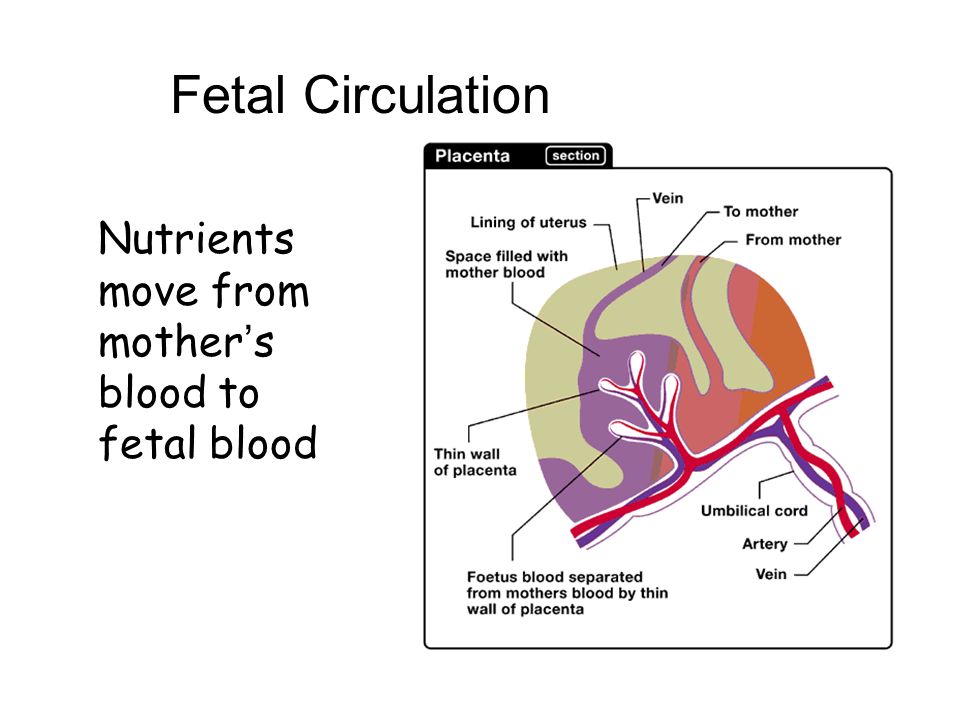 Fetal Circulation Lungs and digestive system are not yet functioning so nutrient and gas exchange occurs though the placenta