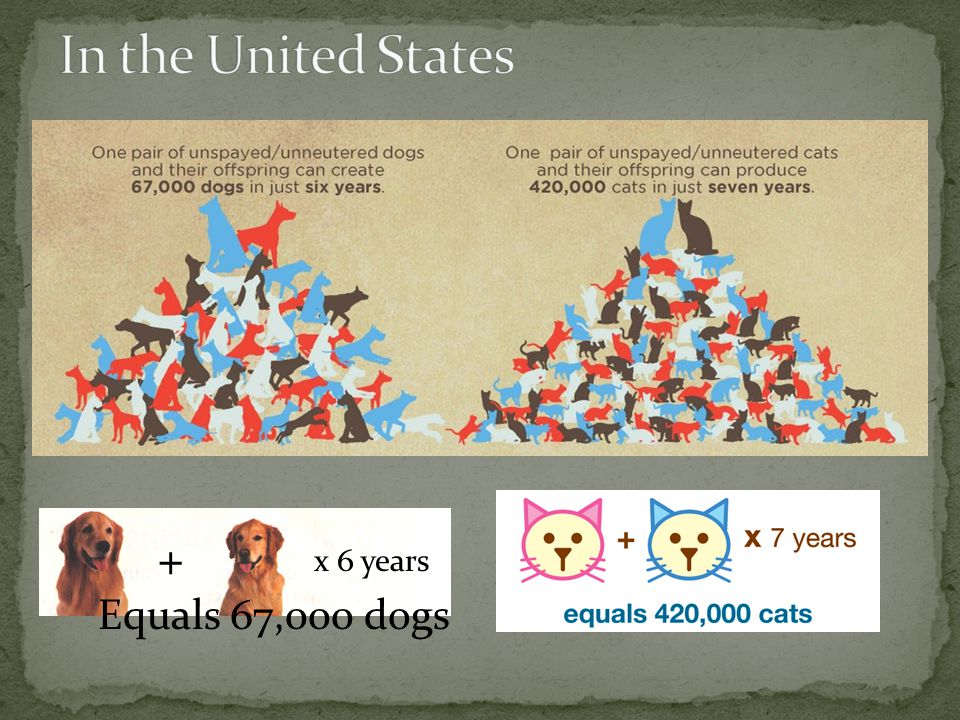 + x 6 years Equals 67,000 dogs