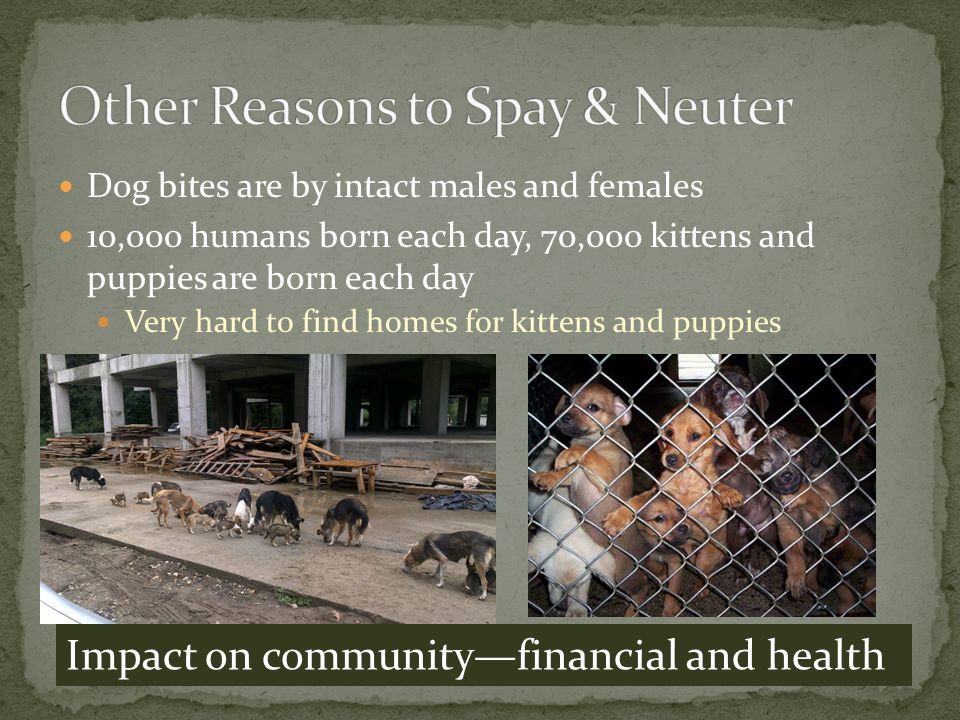 Dog bites are by intact males and females 10,000 humans born each day, 70,000 kittens and puppies are born each day Very hard to find homes for kittens and puppies Impact on community—financial and health