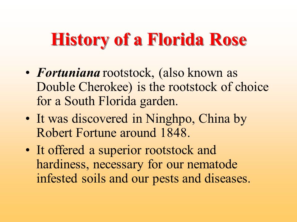 Roses In South Florida Presented By Doug Heighton St Lucie County History Of A Florida Rose Fortuniana Rootstock Also Known As Double Cherokee Is