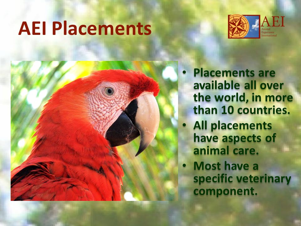 AEI Placements Placements are available all over the world, in more than 10 countries.
