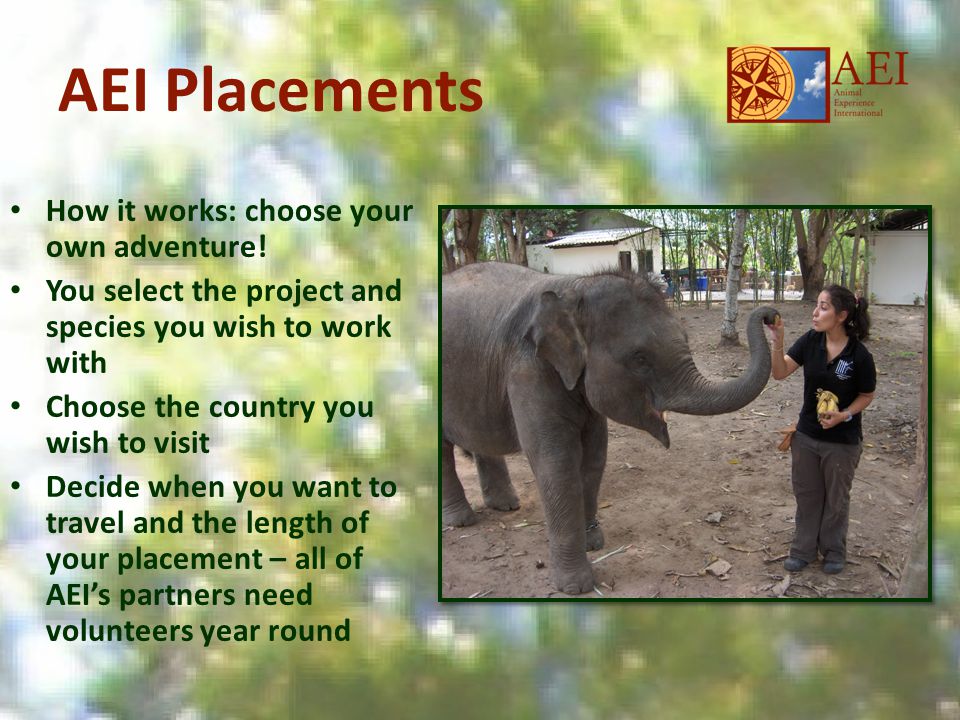 AEI Placements How it works: choose your own adventure.