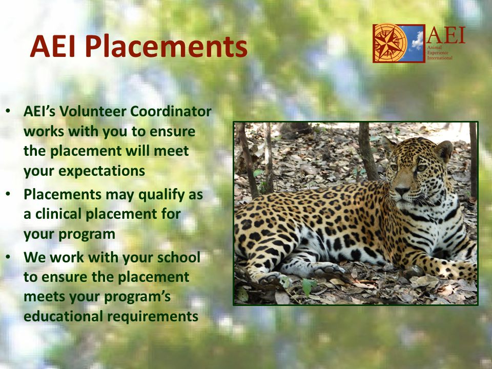 AEI Placements AEI’s Volunteer Coordinator works with you to ensure the placement will meet your expectations Placements may qualify as a clinical placement for your program We work with your school to ensure the placement meets your program’s educational requirements