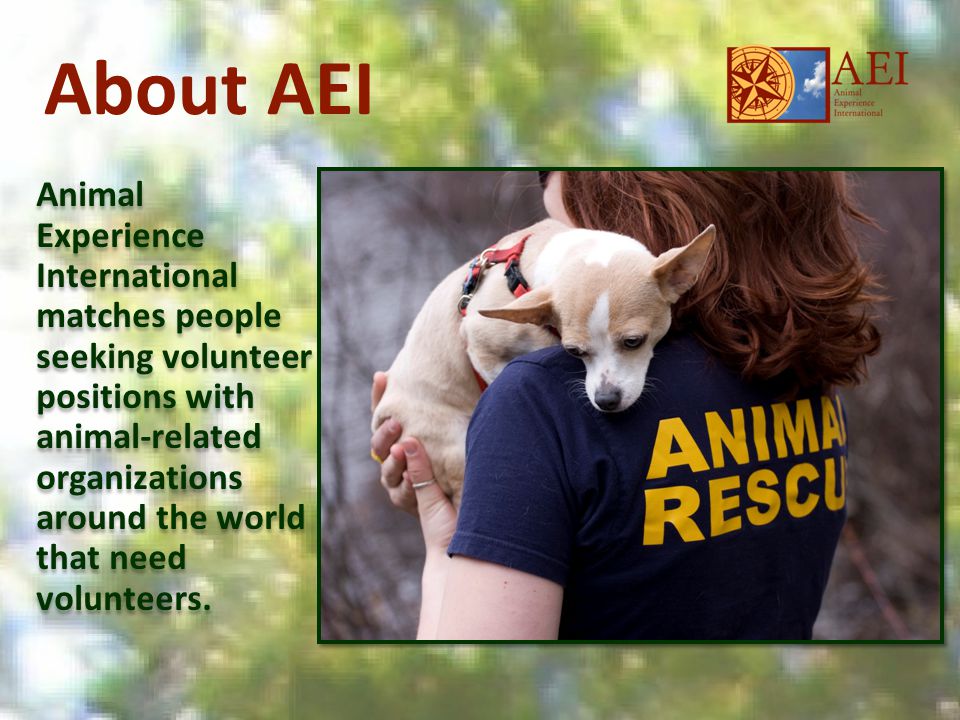 About AEI Animal Experience International matches people seeking volunteer positions with animal-related organizations around the world that need volunteers.