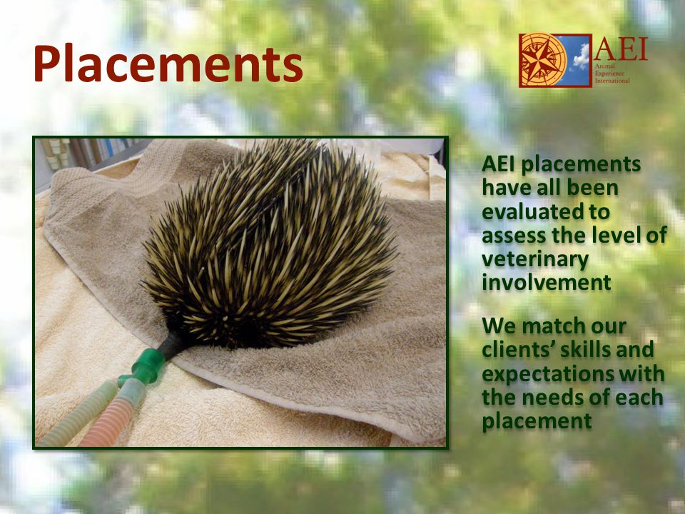 Placements AEI placements have all been evaluated to assess the level of veterinary involvement We match our clients’ skills and expectations with the needs of each placement AEI placements have all been evaluated to assess the level of veterinary involvement We match our clients’ skills and expectations with the needs of each placement
