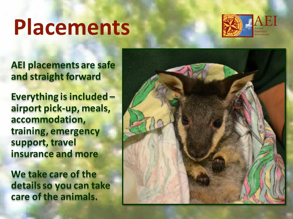 Placements AEI placements are safe and straight forward Everything is included – airport pick-up, meals, accommodation, training, emergency support, travel insurance and more We take care of the details so you can take care of the animals.