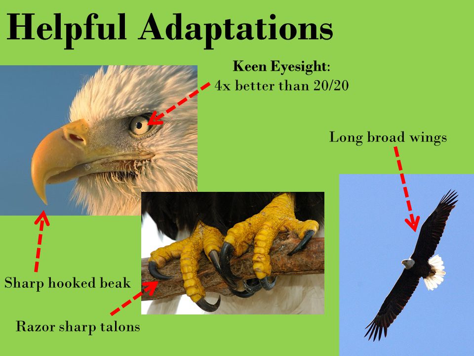 Kaleena Kessling Core 2, 3, 4, 5 Haliaeetus leucocephalus Bald Eagle. - ppt  download