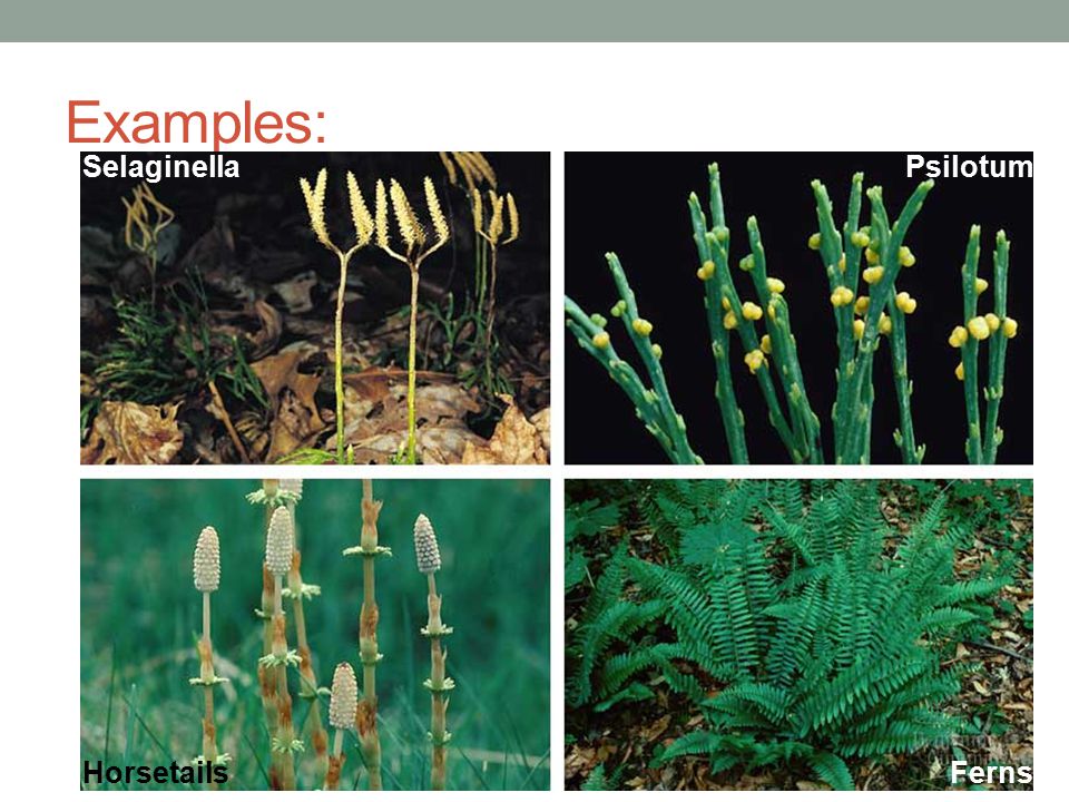 Examples: Horsetail The most common seedless vascular plant, besides the ferns, are the horsetails Their biology and life cycles are similar to ferns and they live in the same types of environments They are an obscure small group today but are an example of a Living Fossil’