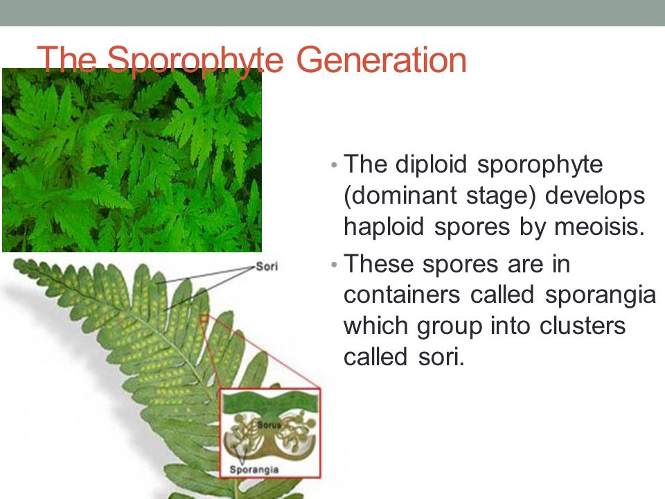 Alternation of generations diploid haploid produces male & female gametes