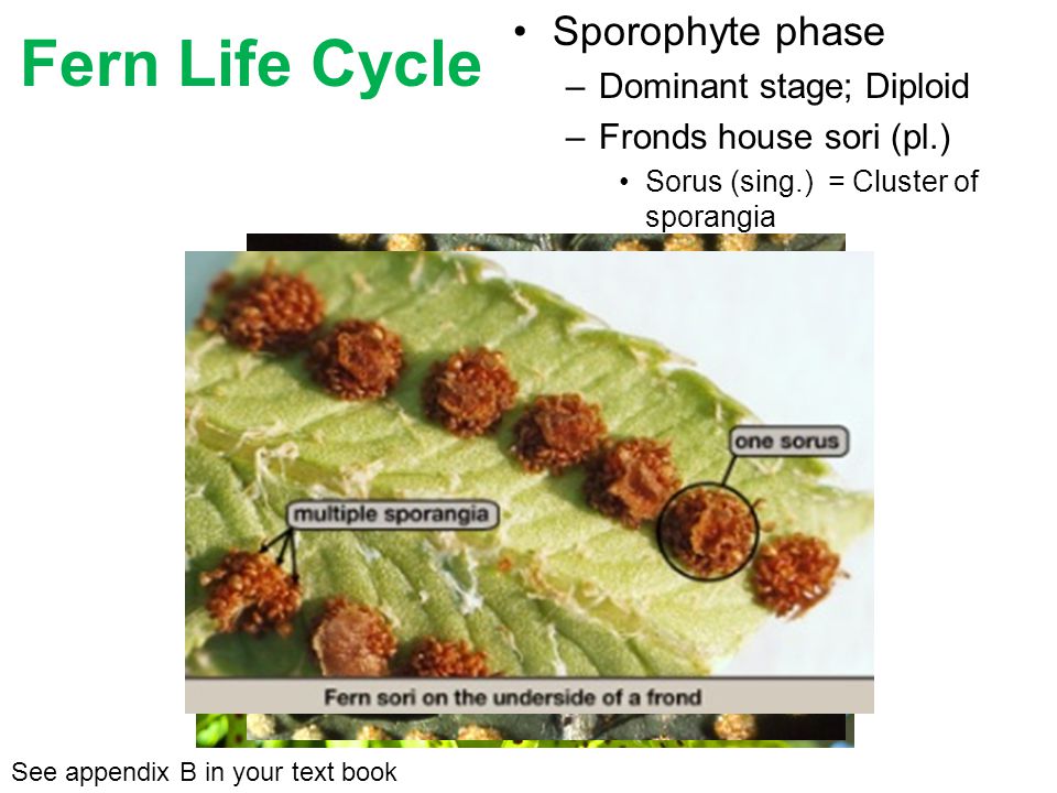Sporophyte phase –Dominant stage; Diploid –Fronds house sori (pl.) See appendix B in your text book Fiddlehead Fern Life Cycle Fiddlehead uncurling Frond