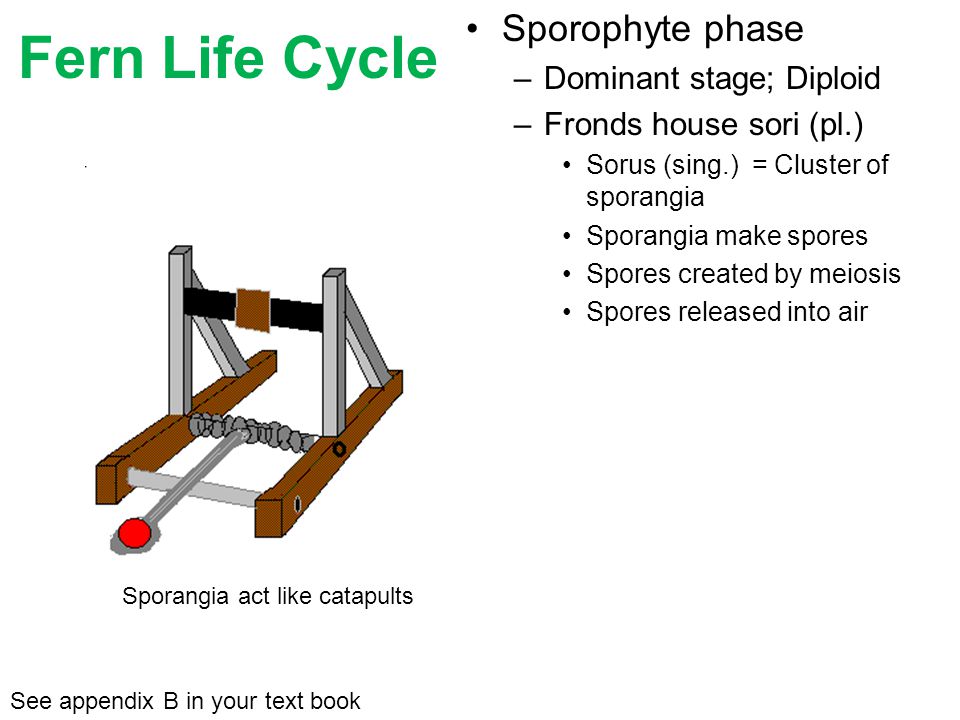 Sporophyte phase –Dominant stage; Diploid –Fronds house sori (pl.) Sorus (sing.) = Cluster of sporangia Sporangia make spores Spores created by meiosis Spores released into air See appendix B in your text book Fern Life Cycle