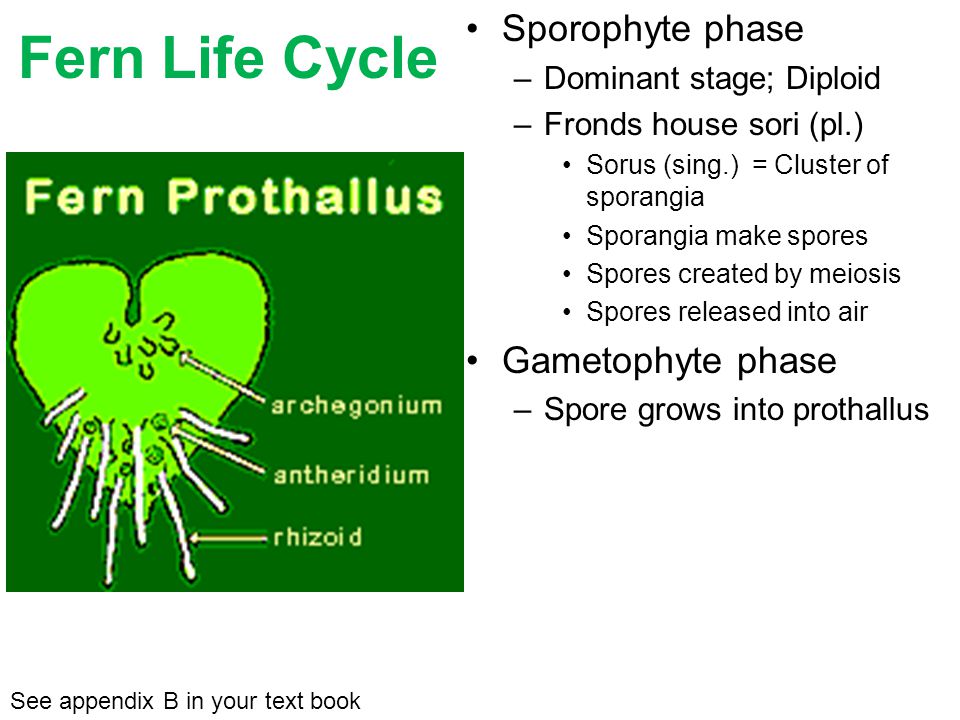 Sporophyte phase –Dominant stage; Diploid –Fronds house sori (pl.) Sorus (sing.) = Cluster of sporangia Sporangia make spores Spores created by meiosis Spores released into air See appendix B in your text book Fern Life Cycle Sporangia act like catapults