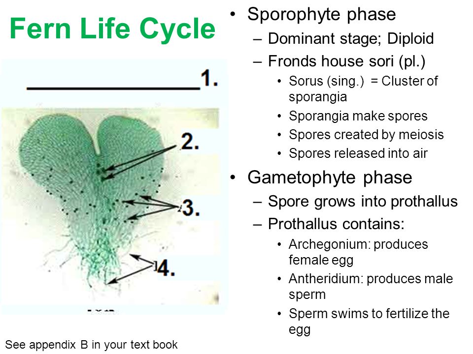 Sporophyte phase –Dominant stage; Diploid –Fronds house sori (pl.) Sorus (sing.) = Cluster of sporangia Sporangia make spores Spores created by meiosis Spores released into air Gametophyte phase –Spore grows into prothallus See appendix B in your text book Fern Life Cycle