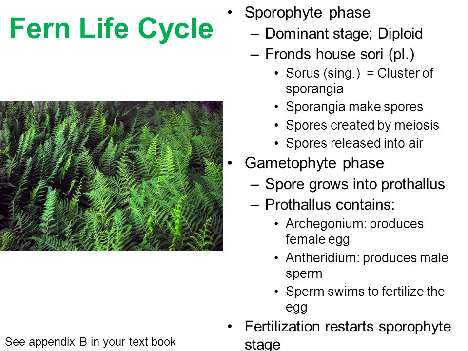 Sporophyte phase –Dominant stage; Diploid –Fronds house sori (pl.) Sorus (sing.) = Cluster of sporangia Sporangia make spores Spores created by meiosis Spores released into air Gametophyte phase –Spore grows into prothallus –Prothallus contains: Archegonium: produces female egg Antheridium: produces male sperm Sperm swims to fertilize the egg See appendix B in your text book Fern Life Cycle