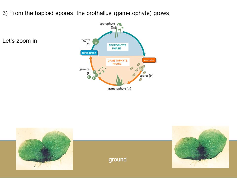 .. 2) Haploid spores land in the soil