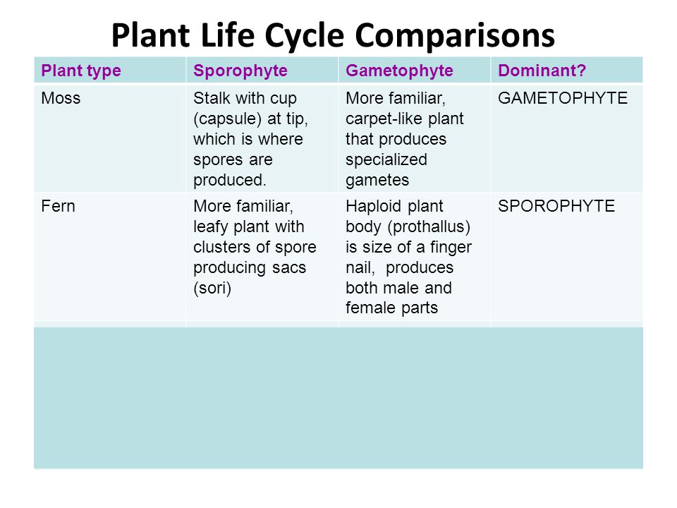 Place the steps of the fern life cycle in order, from the step started for you: __ 1 ___ Spores land on soil.