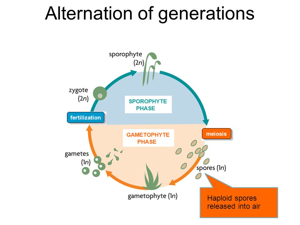 Alternation of generations Haploid spores created by meiosis (beginning of gametophyte stage)