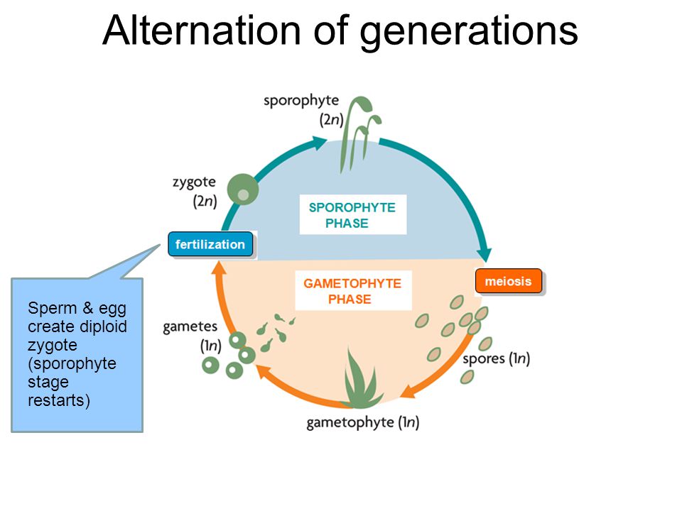 Alternation of generations Female gametophyte creates eggs Male gametophyte creates sperm Spore grows into male or female gametophyte